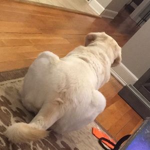 Meet your Posher, Tara